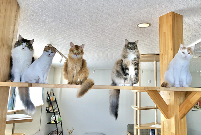 猫に上下運動は必須?室内飼いで不足しやすい背景
