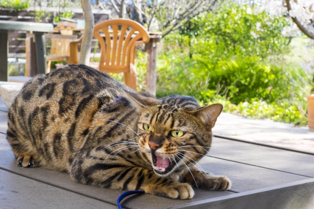 ベンガルは手に負えない？飼い主さんが感じる大変さと対策