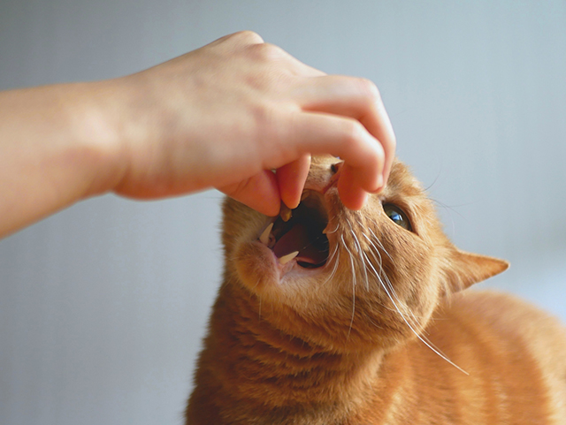 猫の関節炎の検査と治療方法