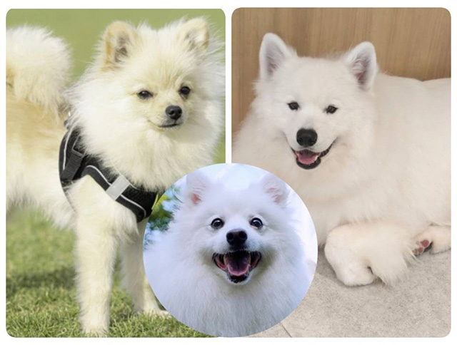 日本スピッツと似ている犬種?ポメラニアン・サモエドとの違い