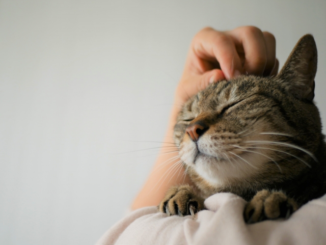 老猫が爪とぎしないリスク