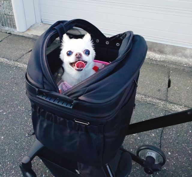 ペットカートが身近な選択肢になっている理由