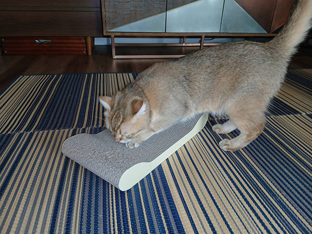 賃貸で猫を飼うと起こりやすい4つのトラブル