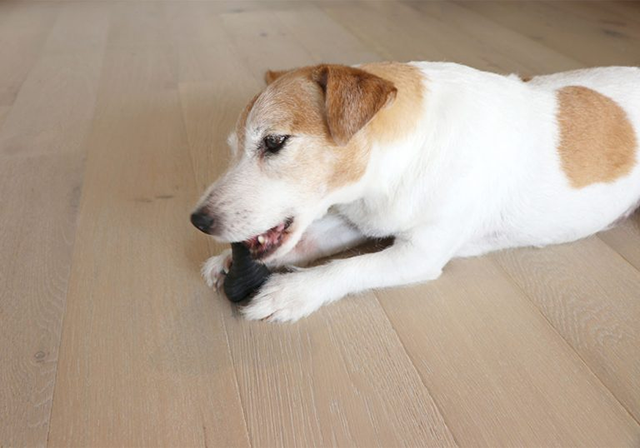 愛犬の足腰に配慮した「Quick-Step」の機能性