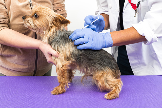 犬が入院する主な理由とは？