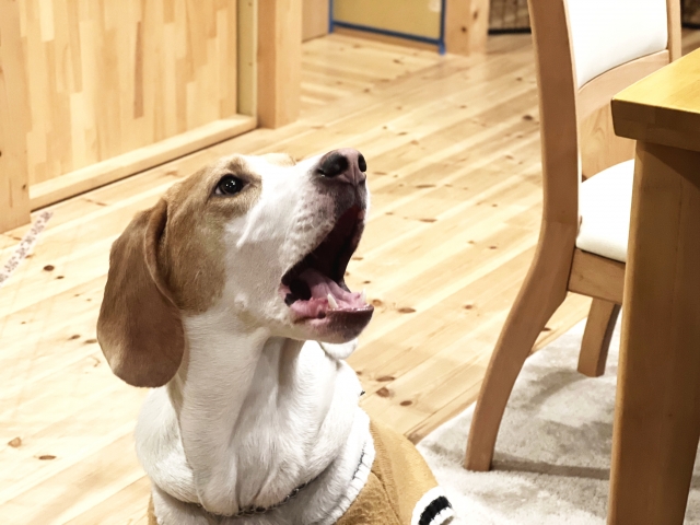 犬が興奮するのはなぜ？原因を正しく理解しよう