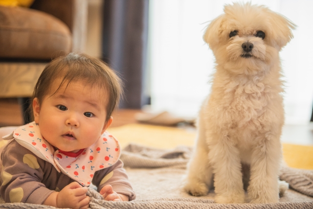 マルチーズは飼いやすい？性格から見る家庭との相性