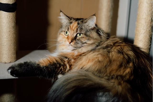 【まとめ】1匹ならキャットタワーでのびのび楽しめる！