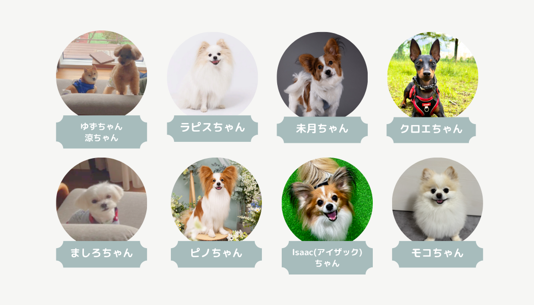 部員紹介|犬とのくらし部