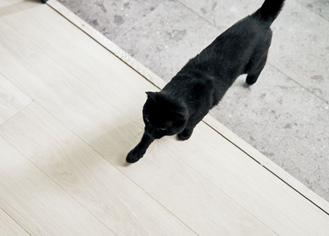 使ってわかった「わんにゃんSmile」のメリット・気になるポイント