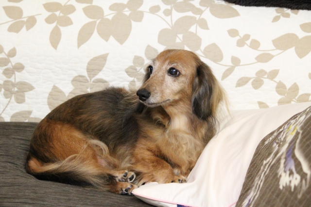 高齢者が犬を飼う前に確認したい3つのポイント