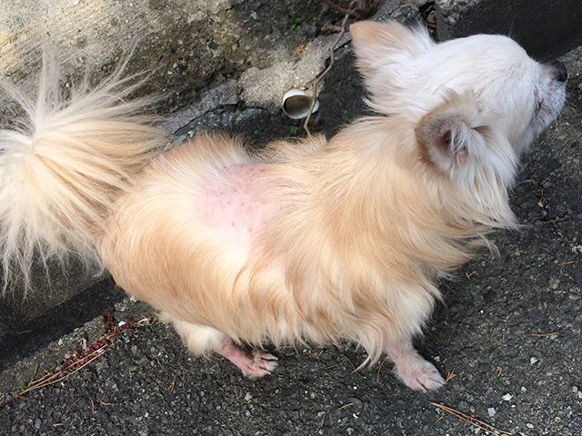 犬の皮膚病とは？よくある症状と特徴