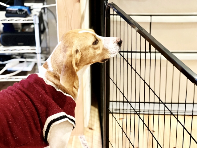 犬用ゲートの種類は？特徴と使い方を比較