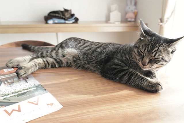 猫と暮らすことからはじめた、ぬくもりのある家