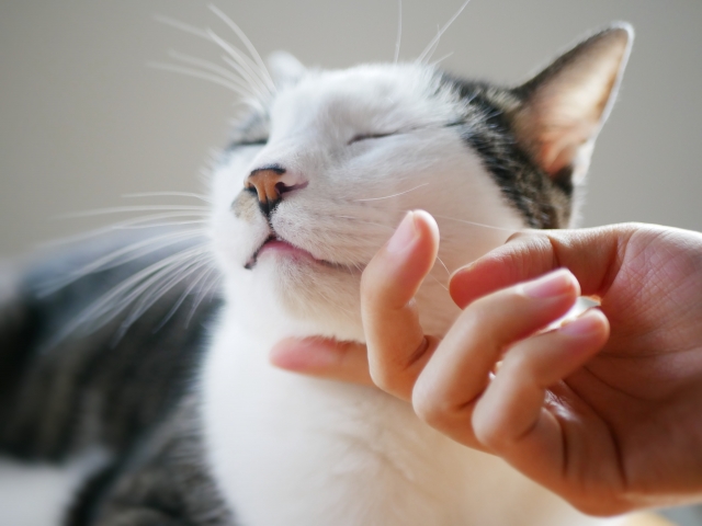 ペット信託の進め方｜準備から契約までの流れ