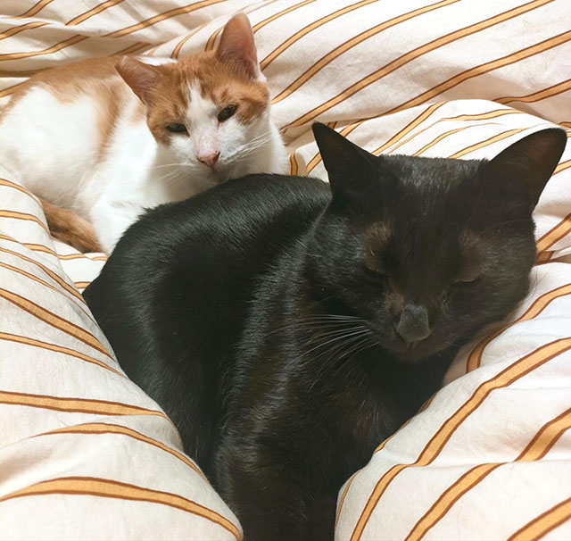 黒猫のうにちゃん（2歳）、白×茶の濱ちゃん（4歳）