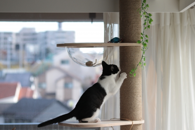 愛猫の身体的変化・行動の変化、どこに注意すればよい？