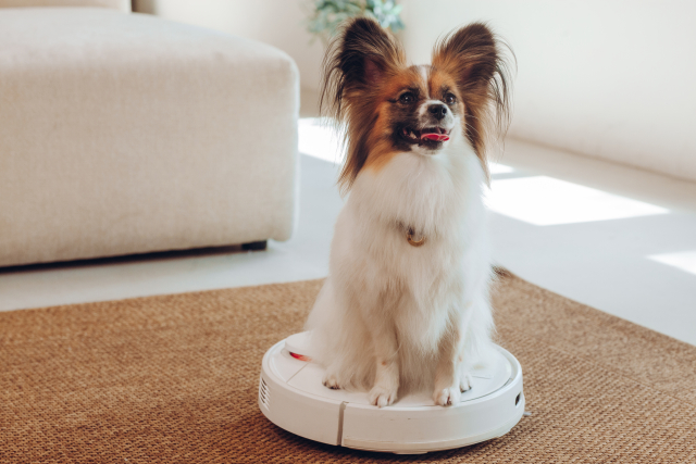 パピヨンの抜け毛掃除を楽にする4つの工夫