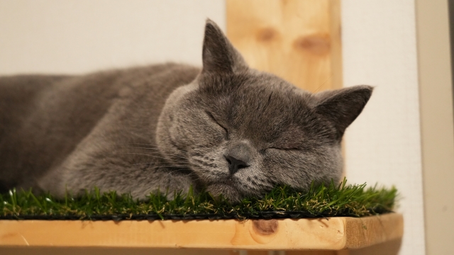 ブリティッシュショートヘアが注意すべき病気やトラブル