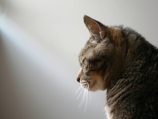 シニア猫が遊ばなくなる4つの理由