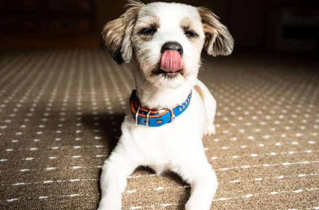 愛犬に適したフードドライヤーを選びましょう