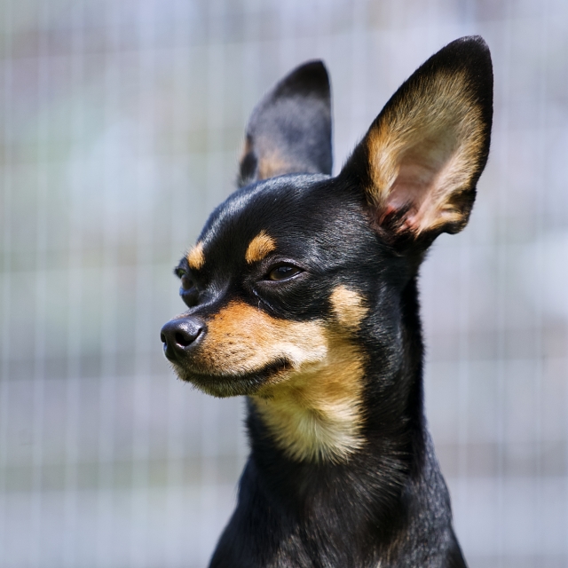 ミックス犬を選ぶときのチェックポイント