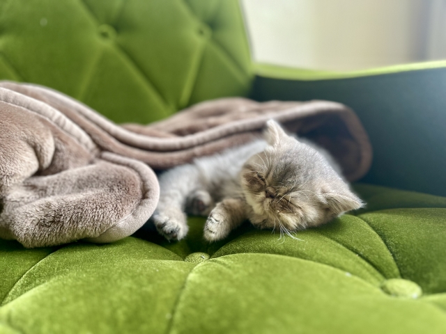 エキゾチックとの上手な付き合い方と注意点