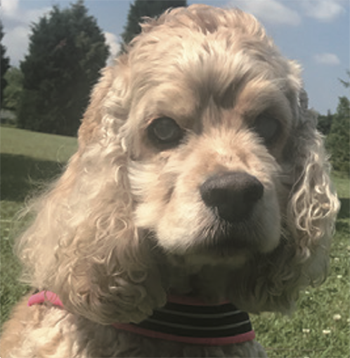 犬とのくらし部 D011／大阪府・Tさん きなこくん（当時13歳）