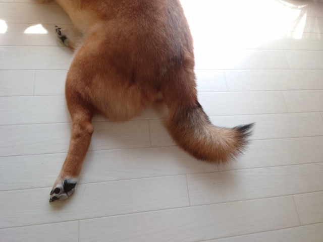 シニア犬がうんちを踏む理由と対処法