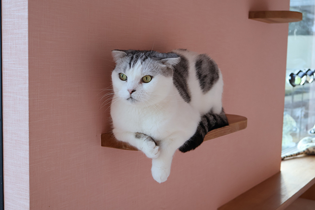 猫の関節炎で家でできるケアと住環境の工夫
