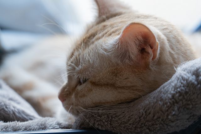 猫の誤飲を放置するとどうなる？考えられるリスク