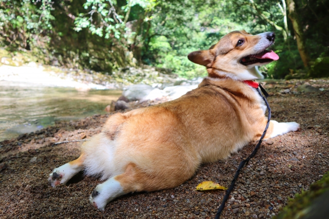 散歩でできる日焼け止め以外の紫外線対策