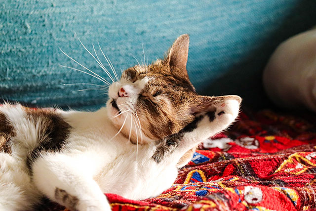 猫が耳をかゆがるときに見られるサイン