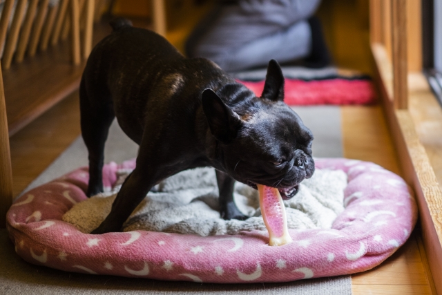 愛犬の体に合った寝床を選びましょう