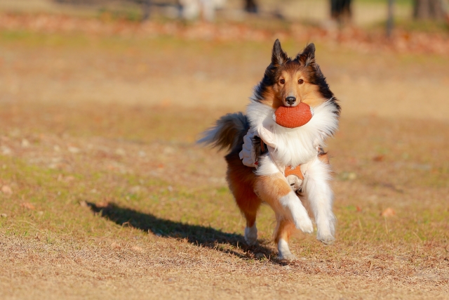 シェットランド・シープドッグの飼育のポイント