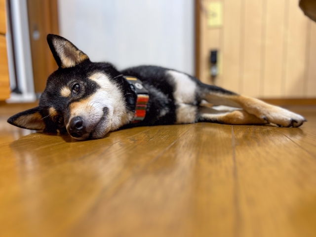 犬の夏バテと熱中症の違い