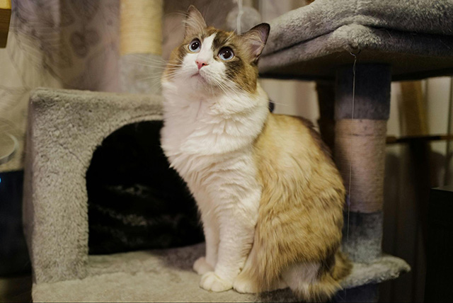 大型猫用キャットタワーおすすめ3選