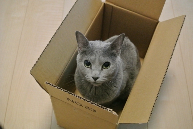猫の隠れ場所を作るときの注意点と安全対策