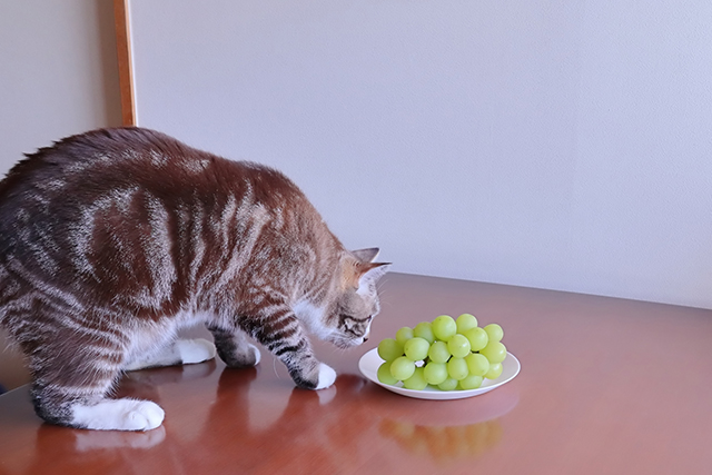 猫の誤飲とは？よくある原因