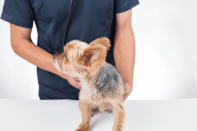 症状が出たら？治療法と動物病院に行く目安