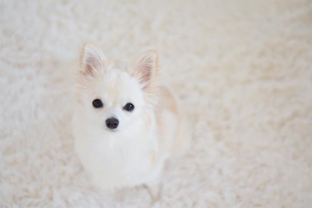 フローリングで犬の爪の音が気になるときの対策