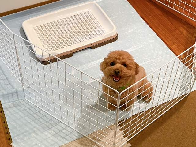 犬用サークルとケージの違いは？選ぶ前に知っておきたい基本