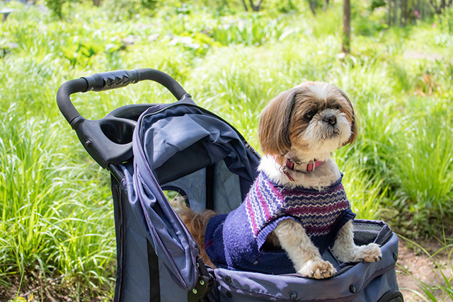 愛犬との旅行前に確認しておきたい準備のポイント