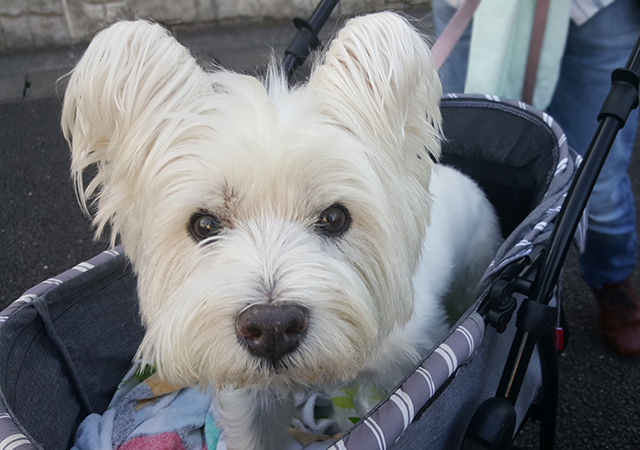 老犬との過ごし方③飼い主ができる日常のサポート