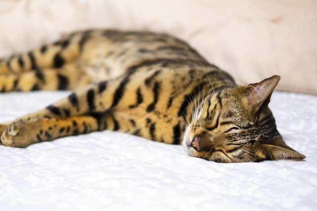 愛猫におすすめのひんやりマット5選