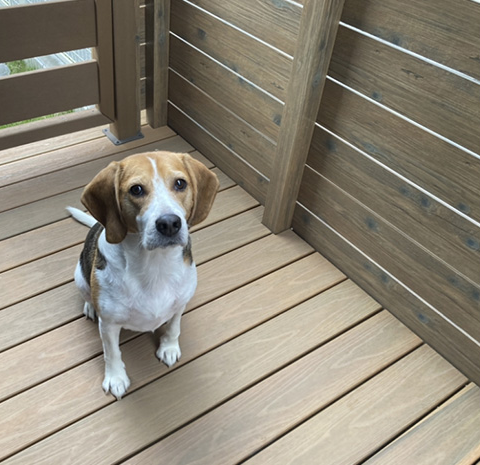 滑らず足腰にやさしい人工木デッキ「エバーエコ®ウッド リアル」