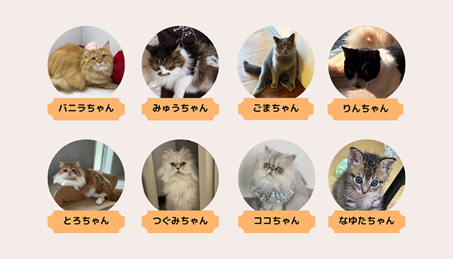 部員紹介｜猫とのくらし部