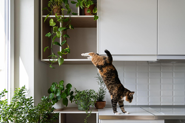 猫が床で滑る・転ぶことで起こりうるリスク