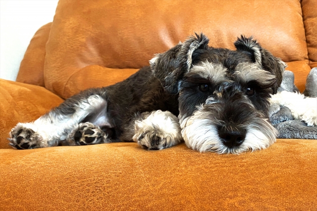 過度な散歩や散歩不足がミニチュア・シュナウザーに与える影響