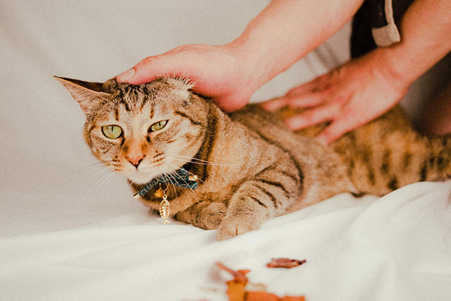 猫につくダニの種類と刺された時の症状